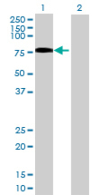 Lane 1: SIPA1L2 transfected lysate (58.63 KDa) Lane 2: Non-transfected lysate.
