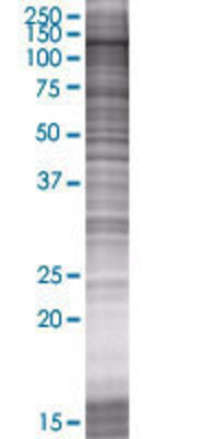 PLEKHG2 transfected lysate.