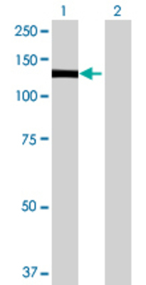 Lane 1: PLEKHG2 transfected lysate (98.67 KDa) Lane 2: Non-transfected lysate.