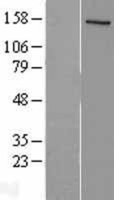 Western Blot: SRC1 Overexpression Lysate (Adult Normal) [NBL1-13515] Left-Empty vector transfected control cell lysate (HEK293 cell lysate); Right -Over-expression Lysate for SRC1.