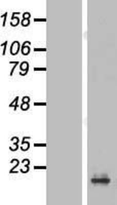 Western Blot: PRAP1 Overexpression Lysate (Adult Normal) [NBL1-14728] Left-Empty vector transfected control cell lysate (HEK293 cell lysate); Right -Over-expression Lysate for PRAP1.