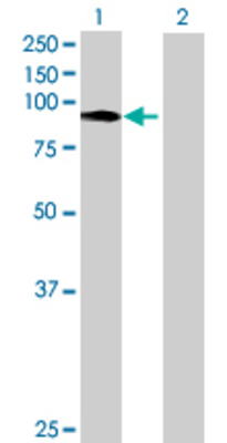 Lane 1: WEE1 transfected lysate (71.17 KDa) Lane 2: Non-transfected lysate.