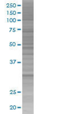 MCTP2 transfected lysate.