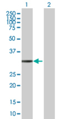 Lane 1: MCTP2 transfected lysate (34.6 KDa) Lane 2: Non-transfected lysate.