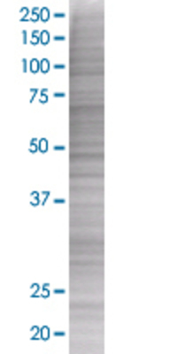HLA-DRA transfected lysate