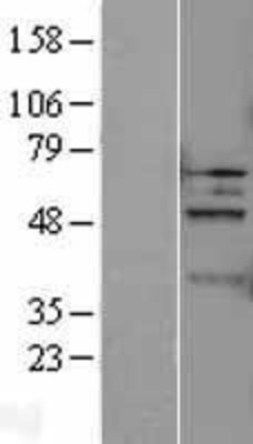 Western Blot: Caspase 5 Overexpression Lysate (Adult Normal) [NBL1-08714] Left-Empty vector transfected control cell lysate (HEK293 cell lysate); Right -Over-expression Lysate for Caspase 5.