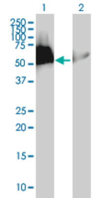 Lane 1: HEXIM1 transfected lysate (39.6 KDa). Lane 2: Non-transfected lysate.