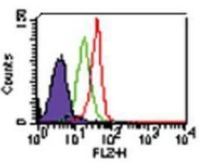 Flow Cytometry: Human TLR5 NF-kB/SEAP - (SEAPorter&#8482;) Stable Reporter Cell Line [NBP2-26277] - Surface staining of TLR5 on the TLR5 reporter cell line was analyzed by flow cytometry using a PE-conjugated TLR5 antibody. Flow samples were prepared using TLR Staining Flow Kit. Purple: Cells without antibody; Green: NF-kB/SEAPorterTM HEK 293 cell line stained with 1 ug anti-TLR5-PE; Red: TLR5 reporter cell line stained with 1 ug anti-TLR5-PE.