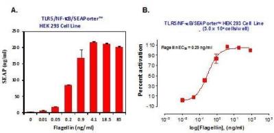 Ligand Activation: Human TLR5 NF-kB/SEAP - (SEAPorter&#8482;) Stable Reporter Cell Line [NBP2-26277] - TLR5/NF-kB SEAPorter&#8482; HEK 293 cells were plated in 96-well plates at 5 x 10^4 cells/well. After 16 h, cells were stimulated with various amount of flagellin  for 24 h. SEAP was analyzed using the SEAPorter Assay Kit. A. Flagellin-mediated TLR5 activation, as measured by SEAP activity, was increased in a dose dependent manner. B. The values from (A) were used to determine the EC50 of flagellin. The EC50, or the half maximal activity concentration, represents the concentration of flagellin that was required for 50% activation of TLR5 as measured by SEAP activity.Data Summary: Flagellin activated the cell line in a dose response manner, of which EC50 was measured as 0.29 ng/ml.