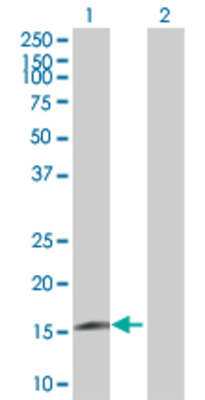 Lane 1: BUD31 transfected lysate (17 KDa) Lane 2: Non-transfected lysate.