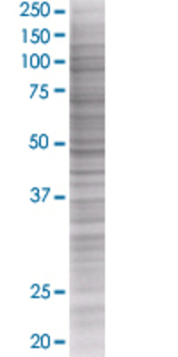 BUD31 transfected lysate.