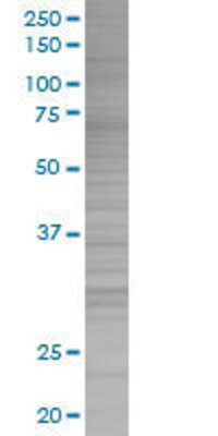 MS4A5 transfected lysate.
