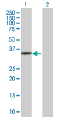 Lane 1: OVOL2 transfected lysate (30.4 KDa) Lane 2: Non-transfected lysate.