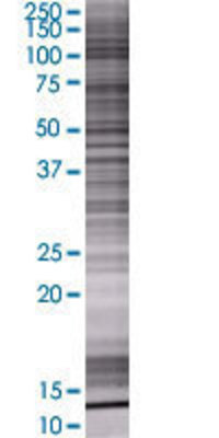 CD207 transfected lysate.