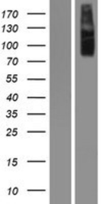 Western Blot: IKK alpha Overexpression Lysate (Adult Normal) [NBP2-04194] Left-Empty vector transfected control cell lysate (HEK293 cell lysate); Right -Over-expression Lysate for IKK alpha.