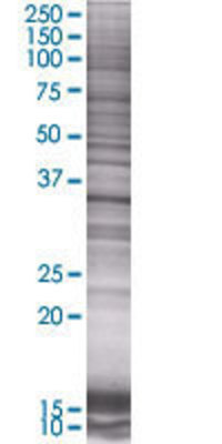 DPPA4 transfected lysate.
