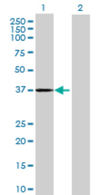 Lane 1: DPPA4 transfected lysate (33.55 KDa) Lane 2: Non-transfected lysate.