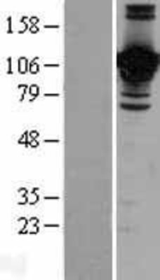 Western Blot: Junctional Adhesion Molecule 2 Overexpression Lysate (Adult Normal) [NBP2-04384] Left-Empty vector transfected control cell lysate (HEK293 cell lysate); Right -Over-expression Lysate for Junctional Adhesion Molecule 2.