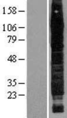 Western Blot: CD44 Overexpression Lysate (Adult Normal) [NBP2-04167] Left-Empty vector transfected control cell lysate (HEK293 cell lysate); Right -Over-expression Lysate for CD44.