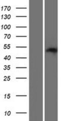 Western Blot: PAOX Overexpression Lysate (Adult Normal) [NBP2-04506] Left-Empty vector transfected control cell lysate (HEK293 cell lysate); Right -Over-expression Lysate for PAOX.