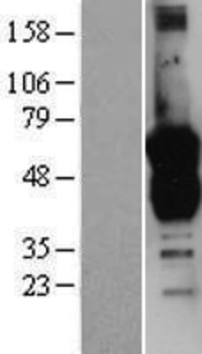 Western Blot: GAS7 Overexpression Lysate (Adult Normal) [NBP2-04580] Left-Empty vector transfected control cell lysate (HEK293 cell lysate); Right -Over-expression Lysate for GAS7.