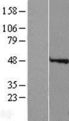 Western Blot: Speedy/Ringo Overexpression Lysate (Adult Normal) [NBP2-04810] Left-Empty vector transfected control cell lysate (HEK293 cell lysate); Right -Over-expression Lysate for Speedy/Ringo.