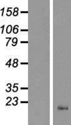 Western Blot: CNIH2 Overexpression Lysate (Adult Normal) [NBP2-04844] Left-Empty vector transfected control cell lysate (HEK293 cell lysate); Right -Over-expression Lysate for CNIH2.