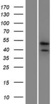 Western Blot: PRR19 Overexpression Lysate (Adult Normal) [NBP2-04625] Left-Empty vector transfected control cell lysate (HEK293 cell lysate); Right -Over-expression Lysate for PRR19.