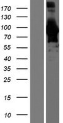 Western Blot: BIN1 Overexpression Lysate (Adult Normal) [NBP2-09976] Left-Empty vector transfected control cell lysate (HEK293 cell lysate); Right -Over-expression Lysate for BIN1.