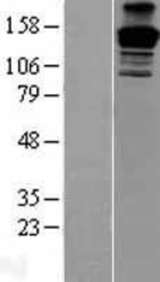 Western Blot: PEG3 Overexpression Lysate (Adult Normal) [NBP2-10164] Left-Empty vector transfected control cell lysate (HEK293 cell lysate); Right -Over-expression Lysate for PEG3.