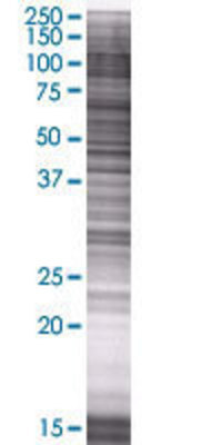 GALNT1 transfected lysate.