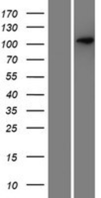 Western Blot: SEZ6 Overexpression Lysate (Adult Normal) [NBP2-04939] Left-Empty vector transfected control cell lysate (HEK293 cell lysate); Right -Over-expression Lysate for SEZ6.