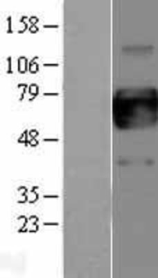 Western Blot: GM-CSF Receptor alpha Overexpression Lysate (Adult Normal) [NBP2-05174] Left-Empty vector transfected control cell lysate (HEK293 cell lysate); Right -Over-expression Lysate for GM-CSF Receptor alpha.