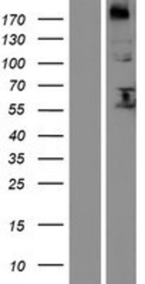 Western Blot: FUT8 Overexpression Lysate (Adult Normal) [NBP2-04987] Left-Empty vector transfected control cell lysate (HEK293 cell lysate); Right -Over-expression Lysate for FUT8.