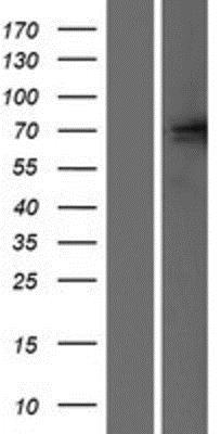 Western Blot: Glutamate Receptor 5 Overexpression Lysate (Native) [NBP2-05058] - Glutamate Receptor 5 Overexpression Lysate (Native) Left-Empty vector transfected control cell lysate (HEK293 cell lysate); Right -Over-expression Lysate for Glutamate receptor 5.