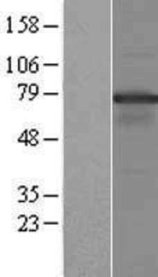 Western Blot: NOL4 Overexpression Lysate (Adult Normal) [NBP2-07955] Left-Empty vector transfected control cell lysate (HEK293 cell lysate); Right -Over-expression Lysate for NOL4.