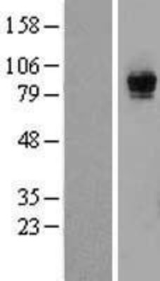 Western Blot: Rasgrp1 Overexpression Lysate (Adult Normal) [NBP2-07713] Left-Empty vector transfected control cell lysate (HEK293 cell lysate); Right -Over-expression Lysate for Rasgrp1.