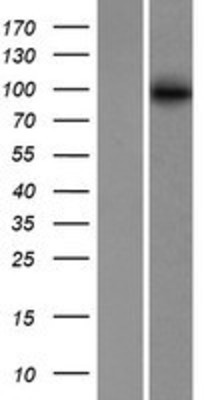 Western Blot: ABCB6 Overexpression Lysate (Adult Normal) [NBP2-07717] Left-Empty vector transfected control cell lysate (HEK293 cell lysate); Right -Over-expression Lysate for ABCB6.