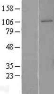 Western Blot: GEN1 Overexpression Lysate (Adult Normal) [NBP2-09495] Left-Empty vector transfected control cell lysate (HEK293 cell lysate); Right -Over-expression Lysate for GEN1.