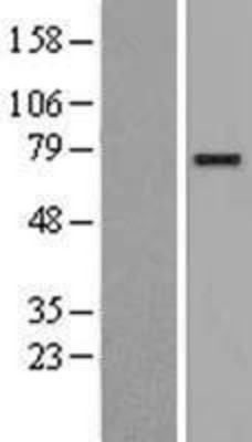 Western Blot: CLGN Overexpression Lysate (Adult Normal) [NBP2-09516] Left-Empty vector transfected control cell lysate (HEK293 cell lysate); Right -Over-expression Lysate for CLGN.