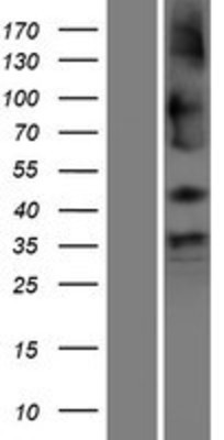 Western Blot: SHISA9 Overexpression Lysate (Adult Normal) [NBP2-09730] Left-Empty vector transfected control cell lysate (HEK293 cell lysate); Right -Over-expression Lysate for SHISA9.