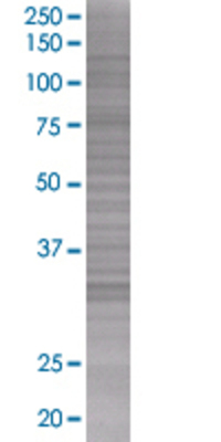 FXN transfected lysate