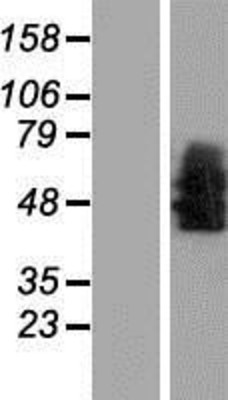 Western Blot: Neurotensin Receptor 1 Overexpression Lysate (Adult Normal) [NBP2-10833] Left-Empty vector transfected control cell lysate (HEK293 cell lysate); Right -Over-expression Lysate for Neurotensin Receptor 1.