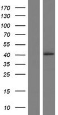 Western Blot: Radical Fringe Overexpression Lysate (Adult Normal) [NBP2-10855] Left-Empty vector transfected control cell lysate (HEK293 cell lysate); Right -Over-expression Lysate for Radical Fringe.