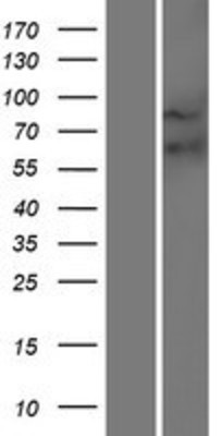 Western Blot: Frizzled-9 Overexpression Lysate (Adult Normal) [NBP2-10889] Left-Empty vector transfected control cell lysate (HEK293 cell lysate); Right -Over-expression Lysate for Frizzled-9.