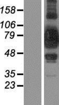 Western Blot: SUV3L1 Overexpression Lysate (Adult Normal) [NBP2-10874] Left-Empty vector transfected control cell lysate (HEK293 cell lysate); Right -Over-expression Lysate for SUV3L1.