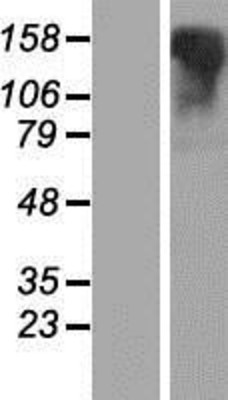 Western Blot: LGR6 Overexpression Lysate (Adult Normal) [NBP2-11261] Left-Empty vector transfected control cell lysate (HEK293 cell lysate); Right -Over-expression Lysate for LGR6.