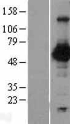 Western Blot: Nectin 2 Overexpression Lysate (Adult Normal) [NBP2-11324] Left-Empty vector transfected control cell lysate (HEK293 cell lysate); Right -Over-expression Lysate for Nectin 2.