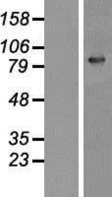 Western Blot: Gelsolin Overexpression Lysate (Adult Normal) [NBP2-11156] Left-Empty vector transfected control cell lysate (HEK293 cell lysate); Right -Over-expression Lysate for Gelsolin.