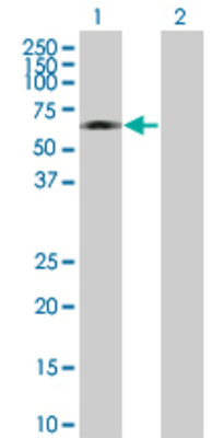 Lane 1: HCK transfected lysate (55.66 KDa) Lane 2: Non-transfected lysate.